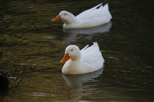 English Springs Park and the Ducks