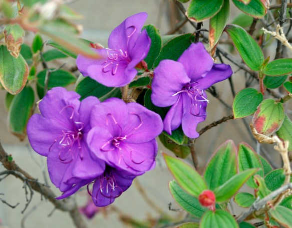 one of my Wifes plants