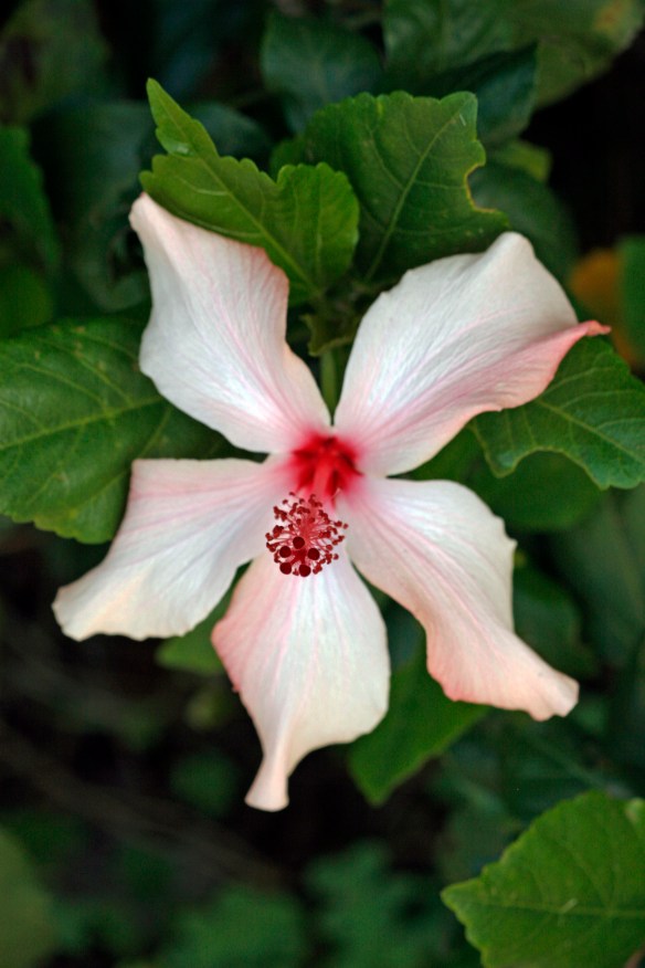 Hibiscus