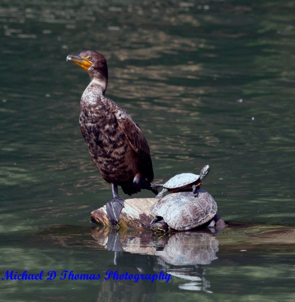 Nature 470ps1 name Duck and a Turtle at Golden Springs Park, Chino Hills, CA.