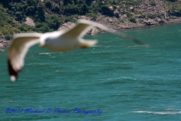 Seagull in Flight