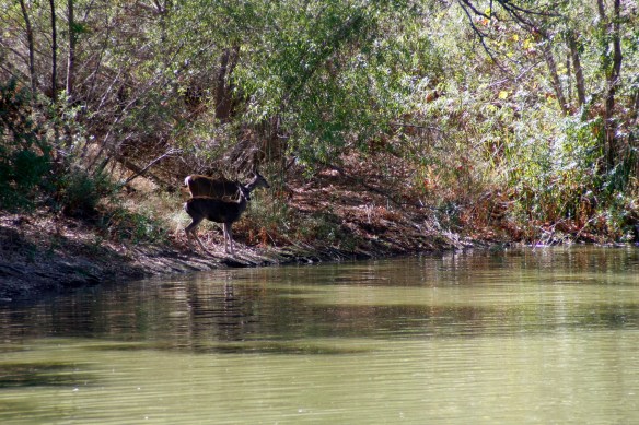 Huntington 409 DG Deer